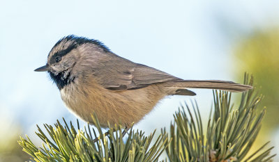 Mountain Chickadee, Sandia Crest, NM