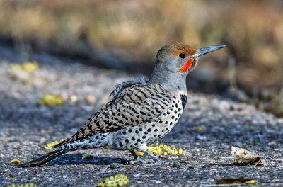 Northern Flicker (Red-shafted), Dead Horse Ranch State Park, AZ