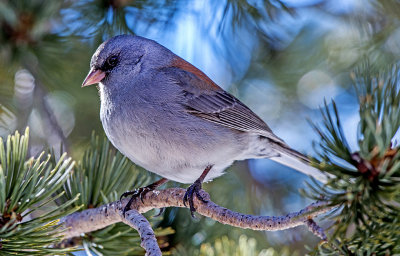 Gray-headed Dark-eyed Junco, Sandia Crest, NM