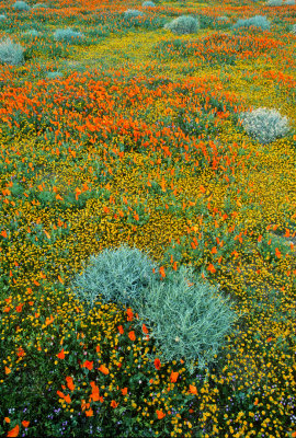 Poppies, Goldfields, and Filaree, Antelope Valley Poppy Reserve CA