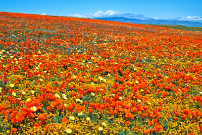 California Poppies, Goldfields, and Desert Dandelions, Antelope Valley Poppy Reserve, CA