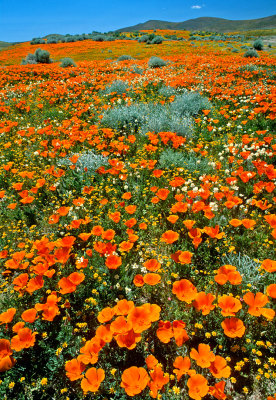 Poppies, Goldfields, Cream Cups, and Sage, Antelope Valley State Poppy Reserve, CA
