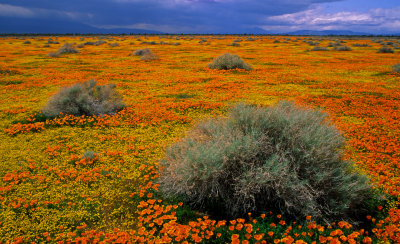Goldfields, California Poppies, and Sage, Antelope Valley, CA