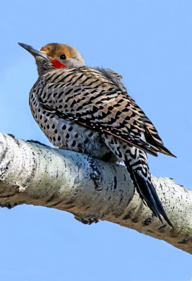 Northern Flicker 