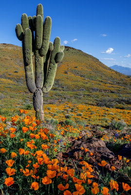 Saguaro and poppies, Peridot Mesa, San Carlos Apache Reservation, Gila County, AZ