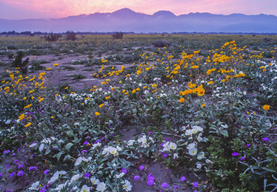 Anza Borrego Desert State Park at Dawn, CA