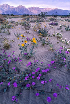 Desert Primrose, Desert Sunflowers, and Sand Verbena, Anza Borrego State Park, CA