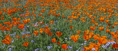 California Poppies and Baby Blue-eyes, Antelope Valley, CA