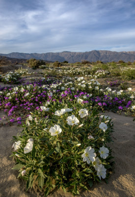 Bird Cage Primrose (evening), Anza-Borrego Desert State Park, CA