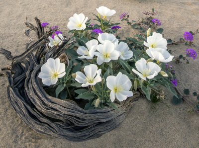 Birdcage Primrose, Anza-Borrego State Park, CA