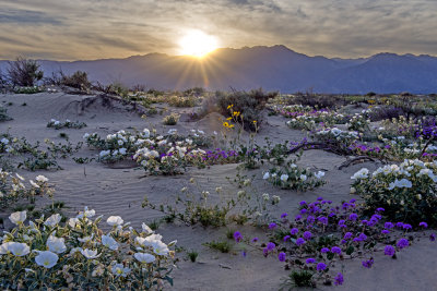 Anza-Borrego sunset, Anza-Borrego Desert  State Park, CA