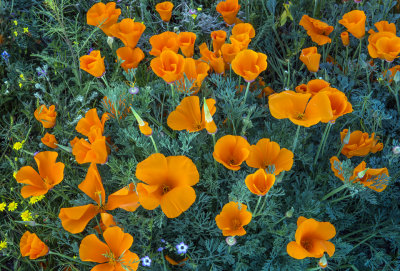 Poppies and Baby Blue-eyes, Antelope Valley, CA