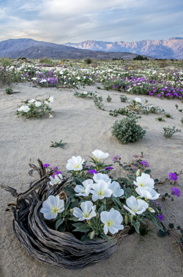 Old Root with Desert Primrose, Anza-Borrego Desert State Park, CA