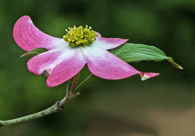Pink Dogwood Bloom, Augusta National Golf Club, Augusta, GA