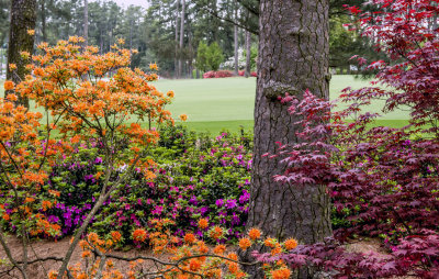 Orange Flame Azaleas and Japanese Maple along the second fairway., Augusta National Golf Club, Augusta, GA