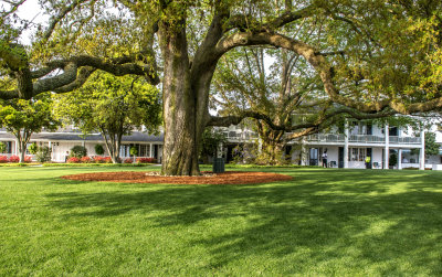 Huge oak tree at the clubhouse, Augusta National Golf Club, Augusta, GA