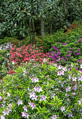 Azaleas and Magnolias along he fifth hole, Augusta National Golf Club, Augusta, GA