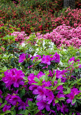 Multicolored Azaleas along the fith hole, Augusta National Golf Club, Augusta, GA