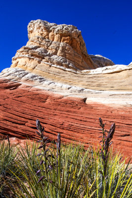 Yucca at the base of the Sentinal, White Pocket, Vermilion Cliffs National Monument, AZ