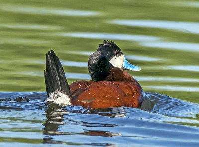 Ruddy Duck, Sedona Wetlands Preserve, Sedona, AZ