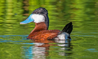 Ruddy Duck, Sedona Wetlands Preserve, Sedona, AZ