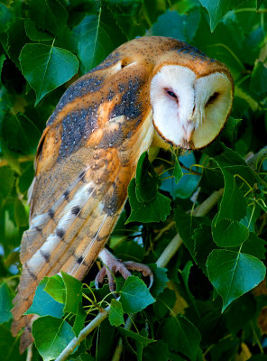 Barn Owl