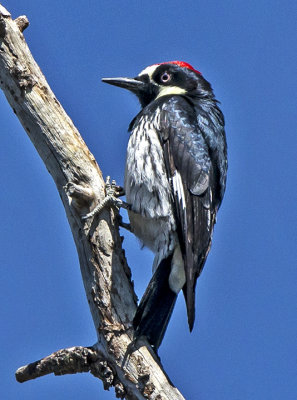 Acorn Woodpecker, Mingus Mountain, Yavapai County, AZ