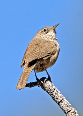 House Wren, Mingus Mountain, Yavapai County, AZ