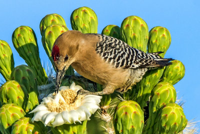 Gila Woodpecker  and saguaro bloom, Maricopa Conty, AZ