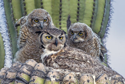 Great Horned Owl family , Maricopa County, AZ