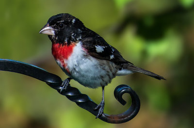 Rose-breasted Grosbeak, Door County, WI