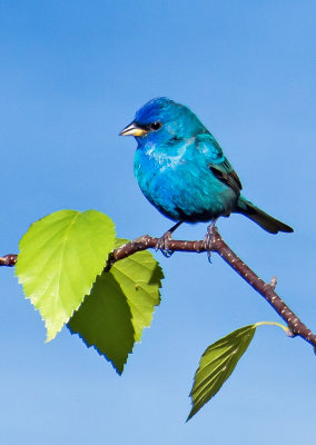 Indigo Bunting, Door County, WI