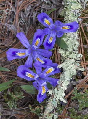 Dwarf Lake Iris  and lichen covered twig, the Ridges Sanctuary, Door County, WI