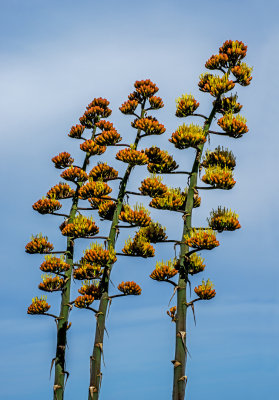 Perry Agave blooms, Mingus Mountian, Yavapai Conty, AZ