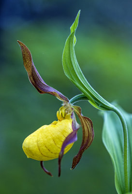 Yellow Ladys-slipper, Door Bluff Headlands County Park, Door County, WI