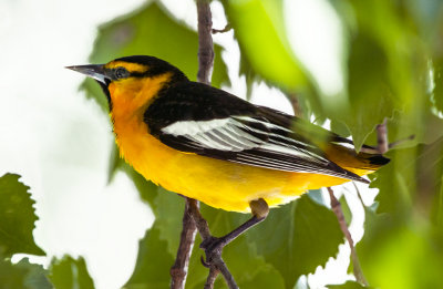 Bullock's Oriole, Dead Horse Ranch State Park, AZ