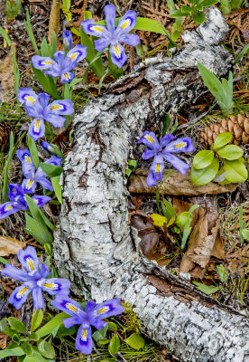 Birch and Dwarf Lake Iris, Ridges Sanctuary, Door County, WI