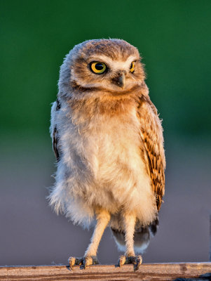 Burrowing Owl chick, Zanjero Park, Gilbert, AZ