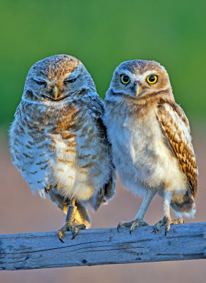 Burrowiing owls (mother and chick), Zanjero Park, Gilbert, AZ