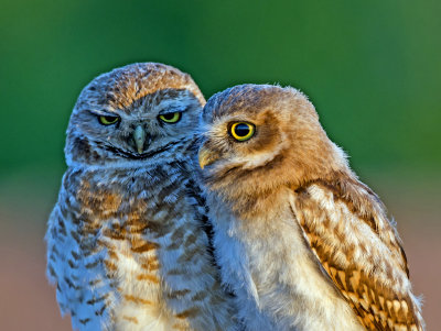Burrowiing Owls (mother and chick), Zinjero Park, Gilbert, AZ 