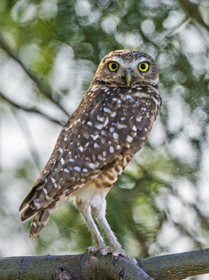 Burrowing Owl, Zanjero Park, Gilbert, AZ