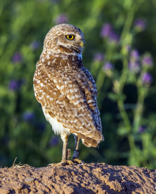 Burrowing Owl, Zanjero Park, Gilbert, AZ