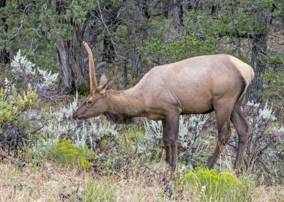 Elk along the east Rim Road, Grand Canyon National Park, AZ