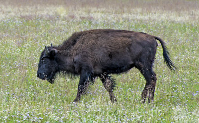 Young bison, North Rim Meadow, Grand Canyon National Park, AZ