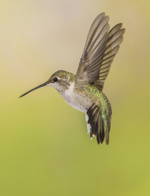 Anna's Hummingbird (female), Sedona, AZ
