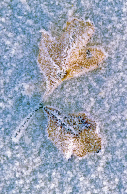Frosted Leaves at White Sands National Monument, NM