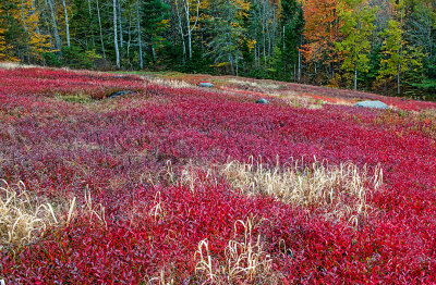 Grasses and Blueberries near Aurora, ME