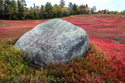 Glacial erratic in blueberry field near Aurora, ME