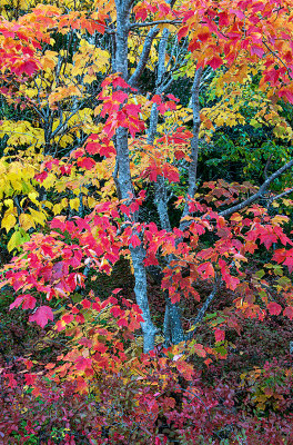 Sugar Maple and Red Maple, Cadillac Montain, Acadia Park, ME
