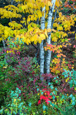 Birch and Maple, Cadillac Mountain, Acadia National Park, ME